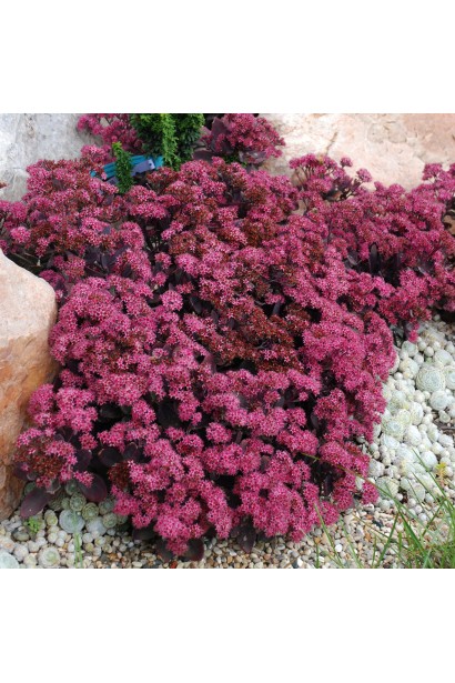 Очиток Плам Даззлед малинові зірчасті квіти